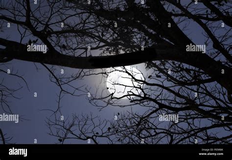 Branches And Moon Hi Res Stock Photography And Images Alamy