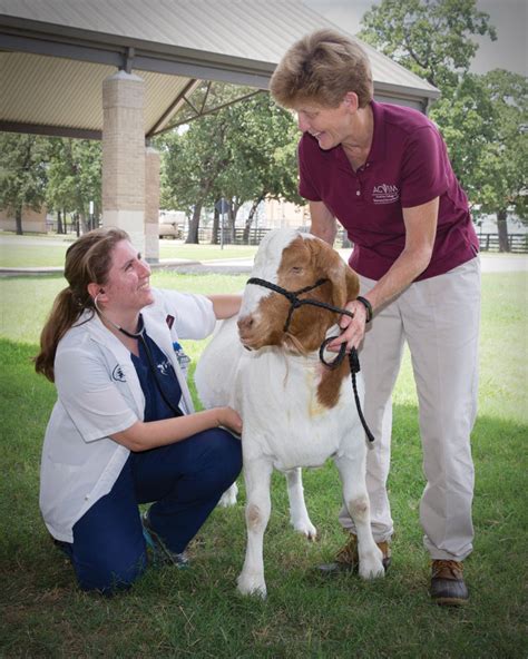 Serving The Needs Of Texas Texas Aandm School Of Veterinary Medicine