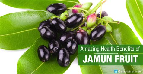 Health Benefits And Uses Of Jamun Fruit Black Plum Food