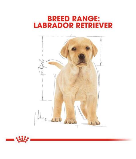 Every nutrient and ingredient in your puppy's food should be full of specific dietary requirements. Royal Canin Labrador Retriever Puppy Dry Dog Food 3 Kg: Buy Royal Canin Labrador Retriever Puppy ...