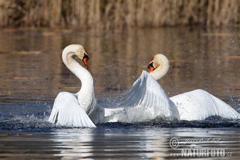 Cygnus Olor Pictures Mute Swan Images Nature Wildlife Photos