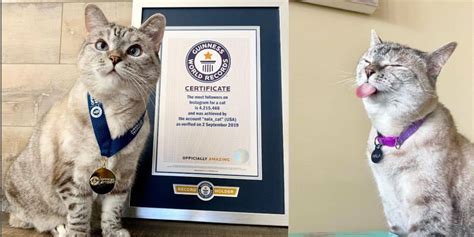 Nala Cat From Shelter To Global Social Media Sensation
