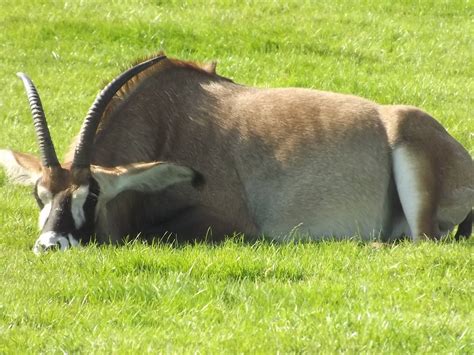 Roan Antelope At Knowsley Safari Park 080912 Zoochat