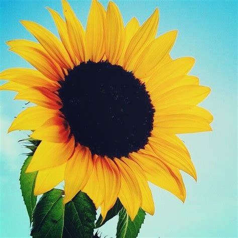 Los girasoles tienen un significado de amor profundo el corazón que ha amado de verdad nunca