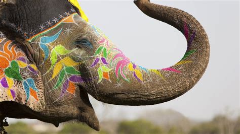 Elephant Art Wallpapers Top Free Elephant Art Backgrounds