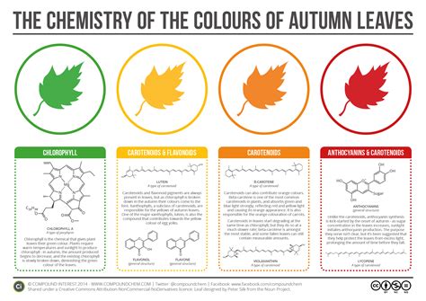 The Chemistry Behind The Different Colours Of Autumn Leaves Gizmodo