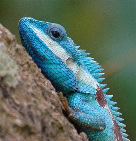 Blue Crested Lizard Fun Animals Wiki Videos Pictures Stories