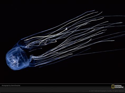 Box Jellyfish Jellyfish Species Deadly Animals Pet Jellyfish