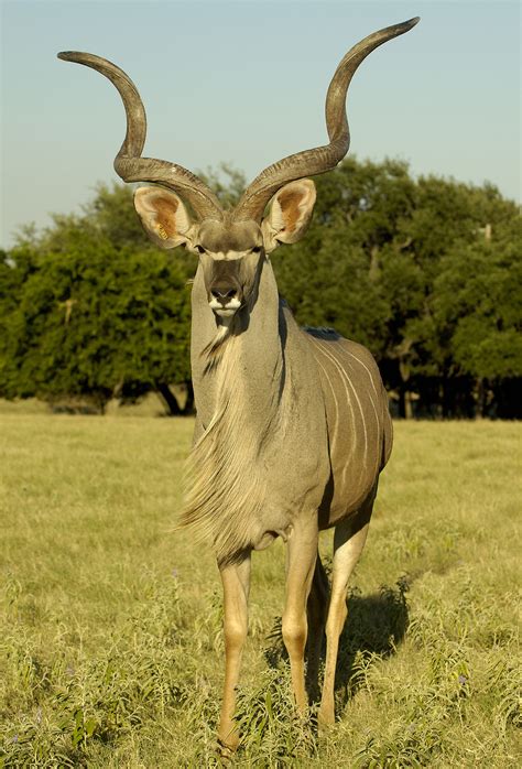Greater Kudu: Simultaneously Meek And Majestic - Fossil Rim Wildlife Center