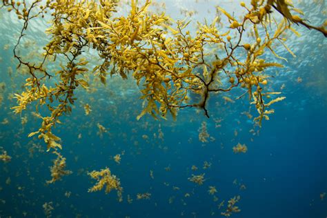 The Stench Of Sargassum Season How Seaweed Is Threatening Mesoamerica Coral Reef Alliance