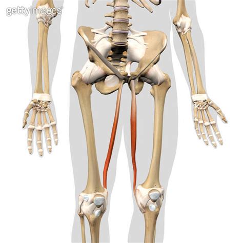 Gracilis Leg Muscles Isolated On The Human Skeleton Anterior View On A