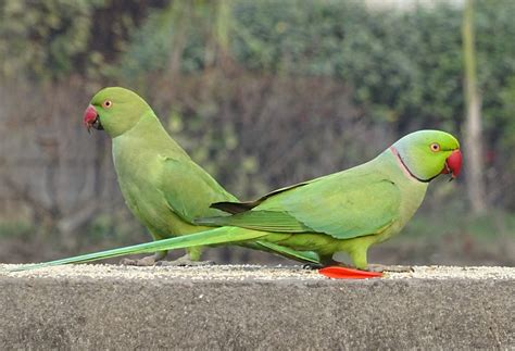 Free Images Bird Green Tropical Parrot Fauna Rose Ringed