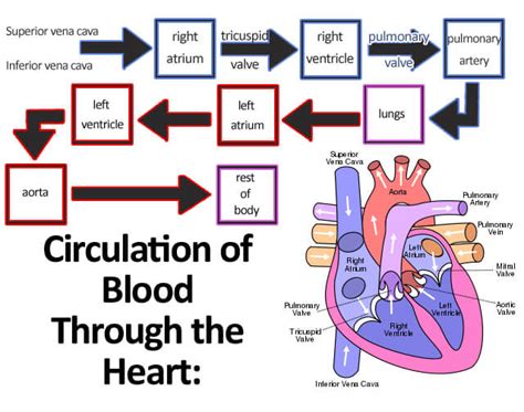 Illustration about coronary artery disease and medical concept. 6 Steps To Healthy Blood Circulation | Health Center