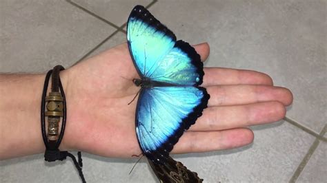 Most Beautiful Butterflys In The World Morpho Peleides Youtube