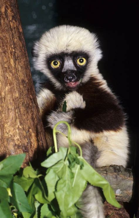 Jovian, Star of Zoboomafoo, Passes at Duke Lemur Center - ZooBorns