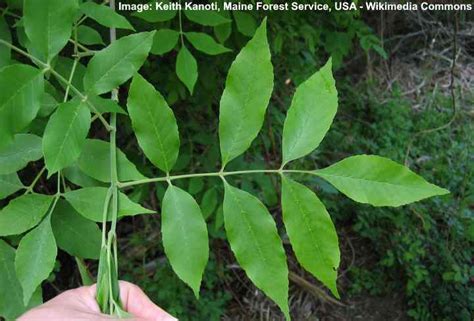 Green Ash Tree Leaves Bark Pictures Identification And Care