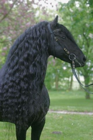 beautiful black horse named jasper  black horses friesian horse horses