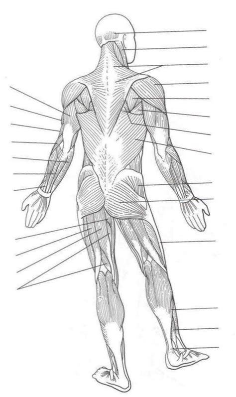 Muscles In The Body Diagram Anatomy Quiz Muscular System Human