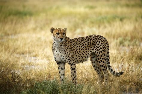 How Long Do Cheetahs Live Discover The Cheetah Lifespan With Photos