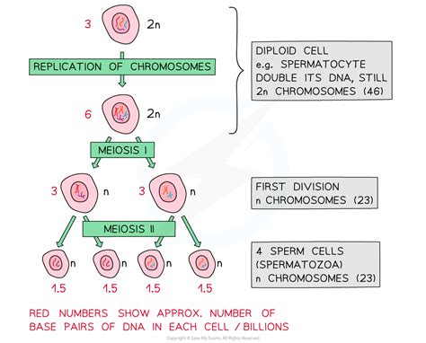 Ib Dp Biology Hl复习笔记1011 The Process Of Meiosis 翰林国际教育