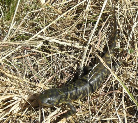 Barred Tiger Salamander Texas Ambystoma Mavortium I Think Flickr