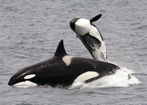 Aufzucht Von Orcas Wie Orca Söhne Ihre Mütter Belasten Zürichsee Zeitung