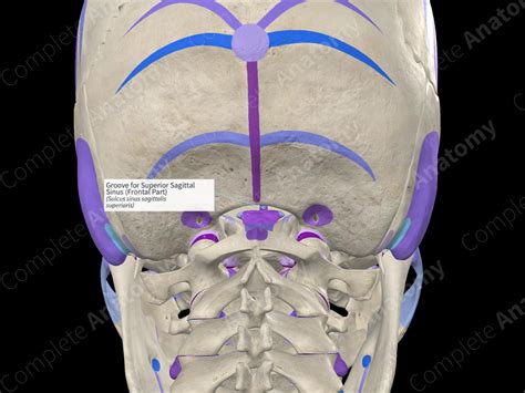 Groove For Superior Sagittal Sinus Frontal Part Complete Anatomy