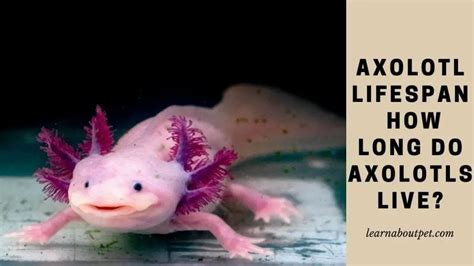 Axolotl Lifespan How Long Do Axolotls Live As A Pet 6 Clear Life Stages