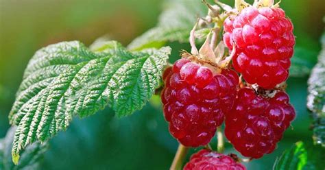 How To Grow Your Own Raspberries Gardeners Path Himbeerpflanzen