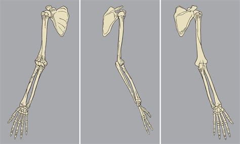 This type of joint lets you rotate your shoulder in many. Human Arm Skeletal Anatomy Pack Vector 640027 - Download ...