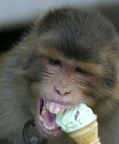 Monkey Eating Ice Cream Monkey Pet Monkey