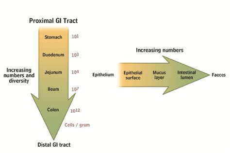 2 Variation In The Microbiota Composition In The Gi Tract Both With