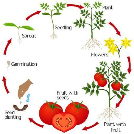 Cycle Of Growth Of A Tomato Plant On A White Background Stock