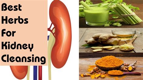 Here i will share the best foods for kidney health, which may help the kidneys function properly and prevent further damage. #Herbs that #Cleanse Your #Kidneys Naturally at Home ...
