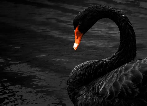 Photo Art Black Swan