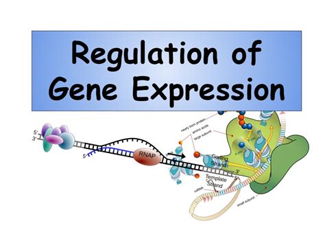 Regulation Of Gene Expression Biology Enrich