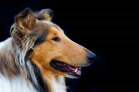 Lassie Dog Pics Stock Photos Pictures And Royalty Free Images Istock