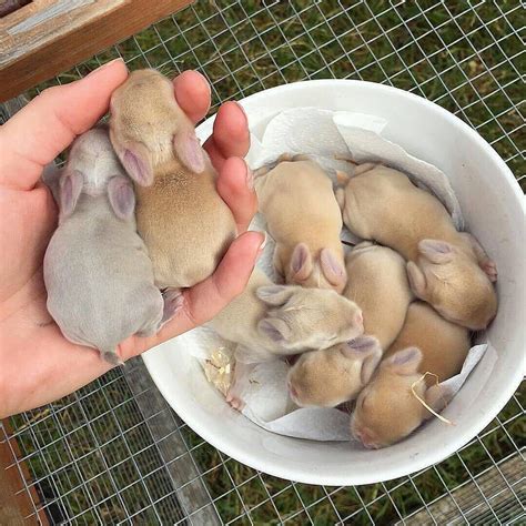 Lovinganimalsdg Shared A Photo On Instagram “new Born Bunnies 🐰💖 Via