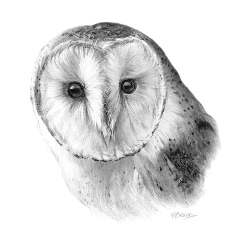 Barn Owl Art Print Pencil Drawing Owl Wall Art Wildlife Etsy Uk