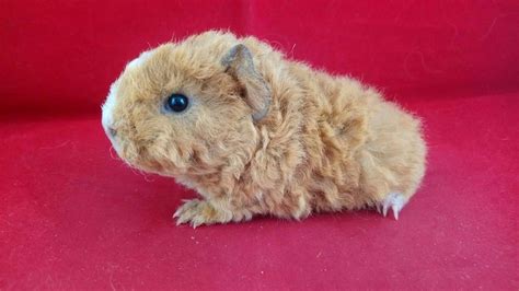Alpaca Guinea Pig Facts Personality Care With Pictures