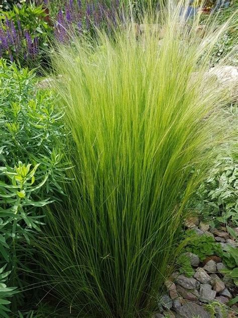 Maybe you would like to learn more about one of these? Zartes Federgras (Engelshaargras) | Garten landschaftsbau ...