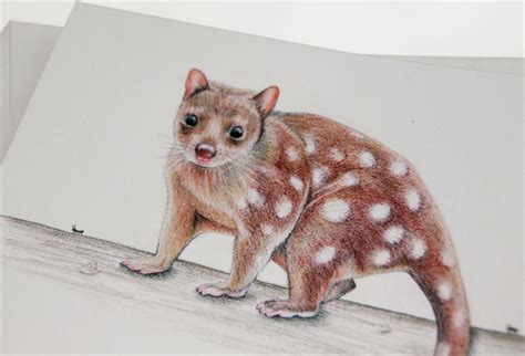 Spotted Tail Tiger Quoll Greeting Card Australian Wildlife Art Jos
