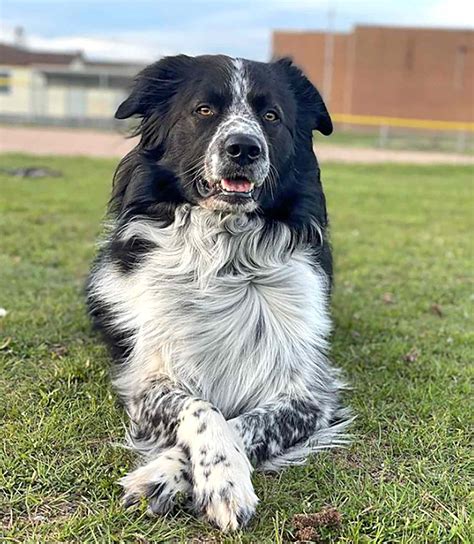 10 Border Collie Mixes That Blend Beauty And Brains