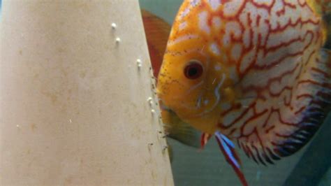 Discus Breeding Day 3 And 4 Youtube