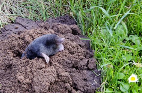 Don't let it go to waste! How to Get Rid of Moles in the Yard? | The Housing Forum ...