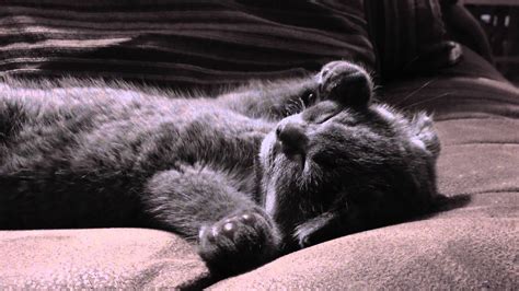 Cute Scottish Fold Kitten Sleeping Youtube