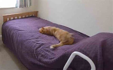 Owner Shocked To Find Cat In Neighbours Bed Viral News Uk