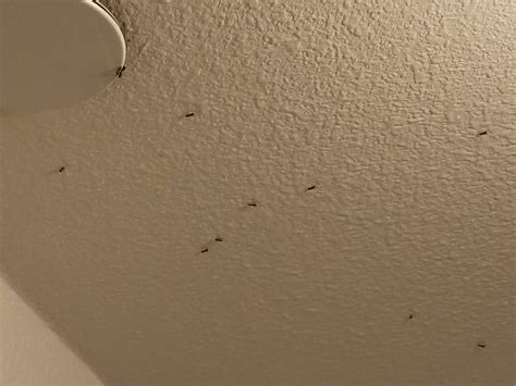7 Photos Tiny Bugs On Walls And Ceiling And View Alqu Blog
