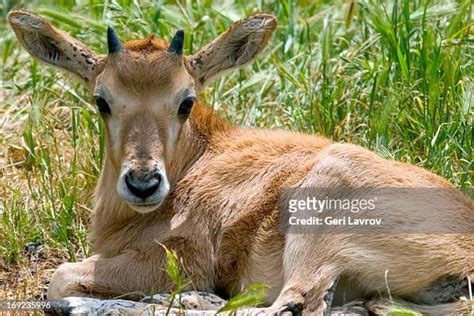 Aoudad Photos And Premium High Res Pictures Getty Images