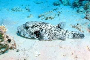 Giant Puffer Fish Stock Photo Image Of Ocean Reef Nature 38870774